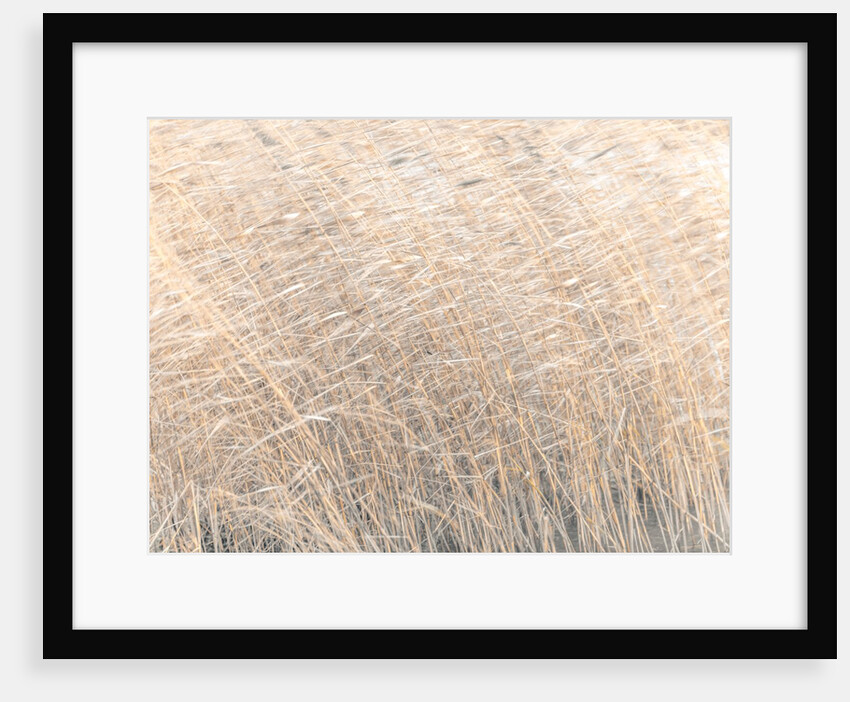 Brown reeds growing in water by Assaf Frank